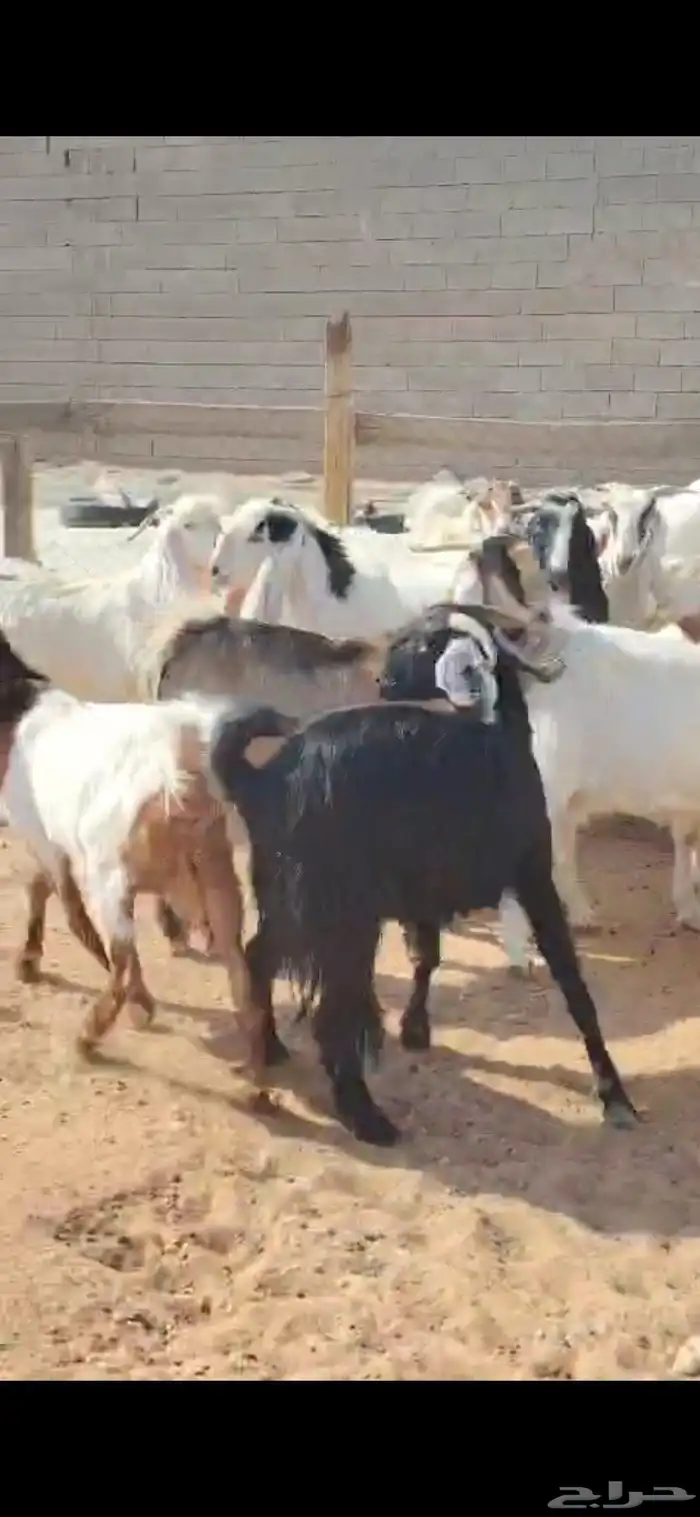 للبيع مغزا هولندي موليد 10 ومعز 23 جذعه وثنوات ورباع 1