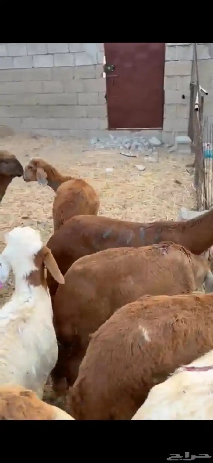 طليان 12سواكن 3