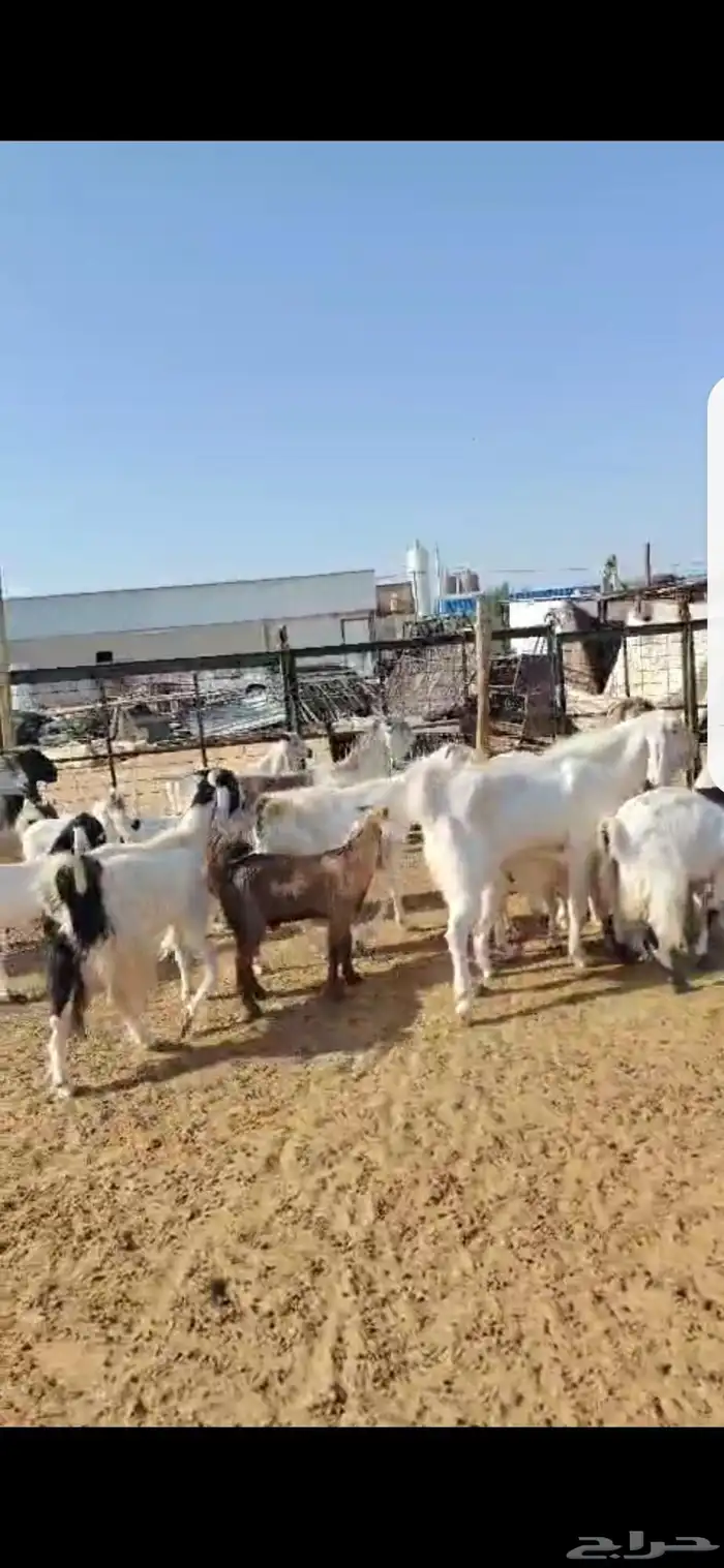 للبيع مغزا هولندي موليد 10 ومعز 23 جذعه وثنوات ورباع 9