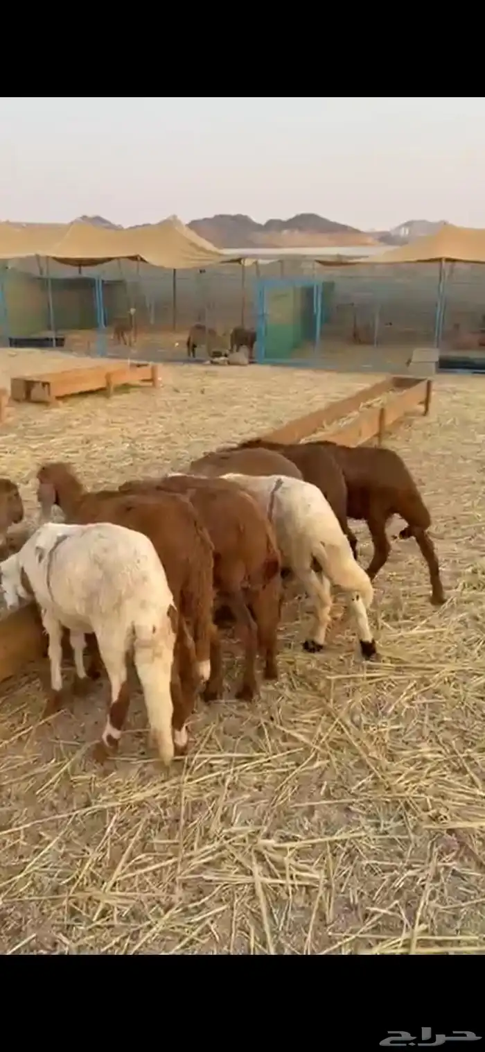 طليان 12سواكن 2