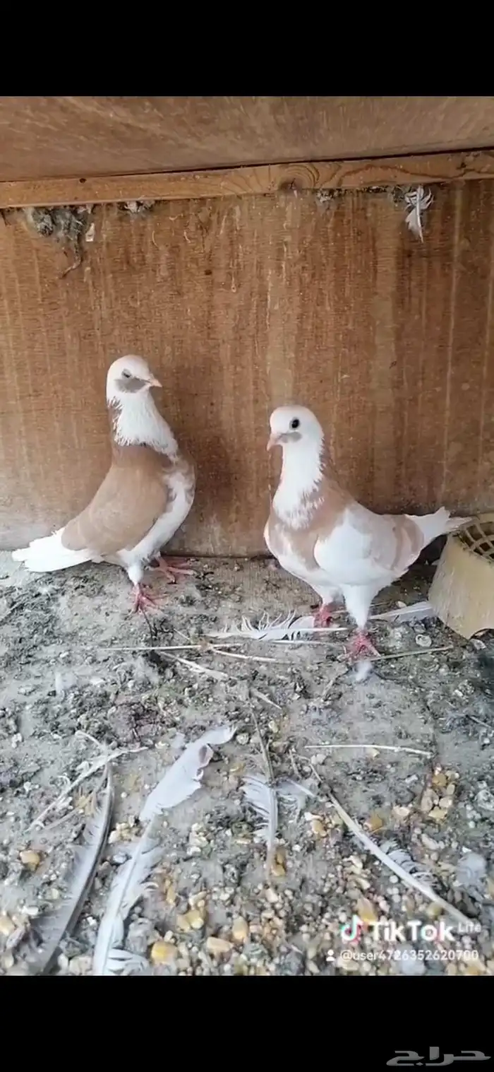 اربعه ازواج للبيع قطايف 1