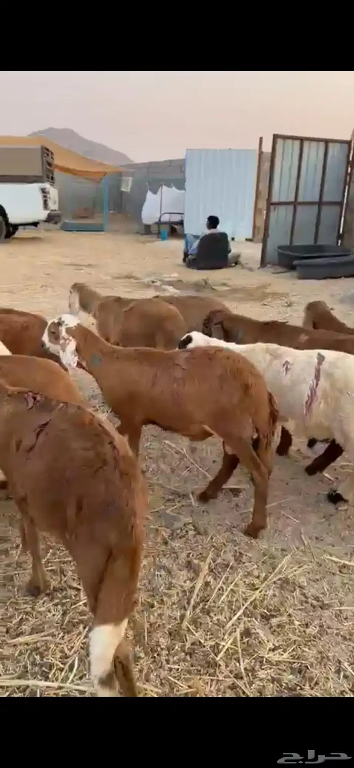 طليان 12سواكن 4