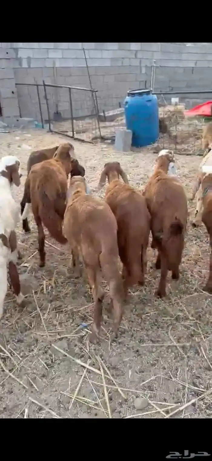 طليان 12سواكن 1