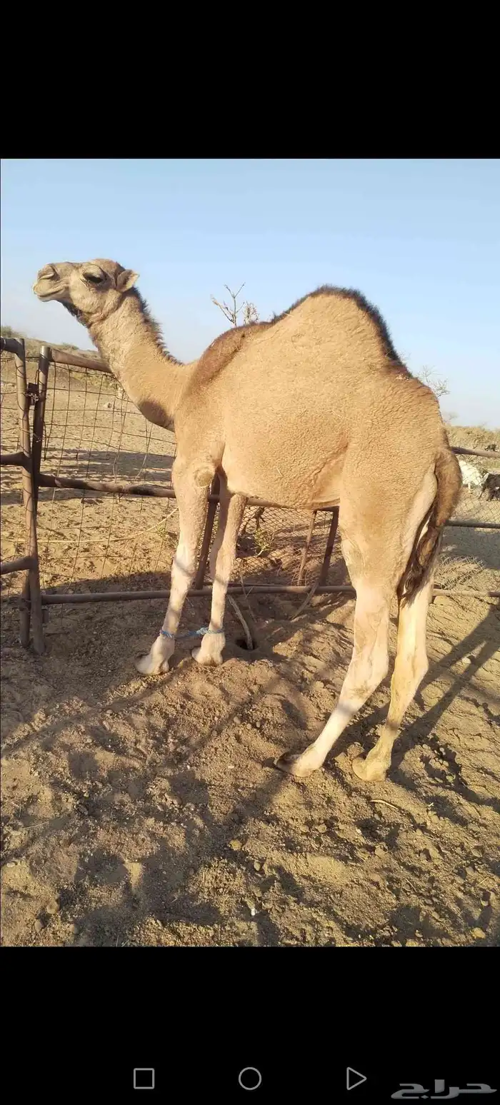 قعود فل شحم ولحم 3