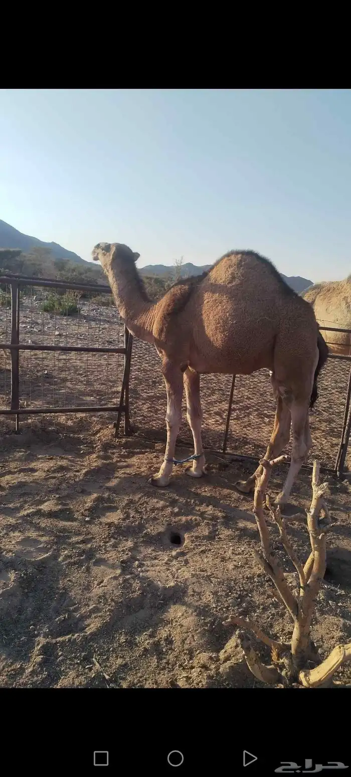 قعود فل شحم ولحم 1