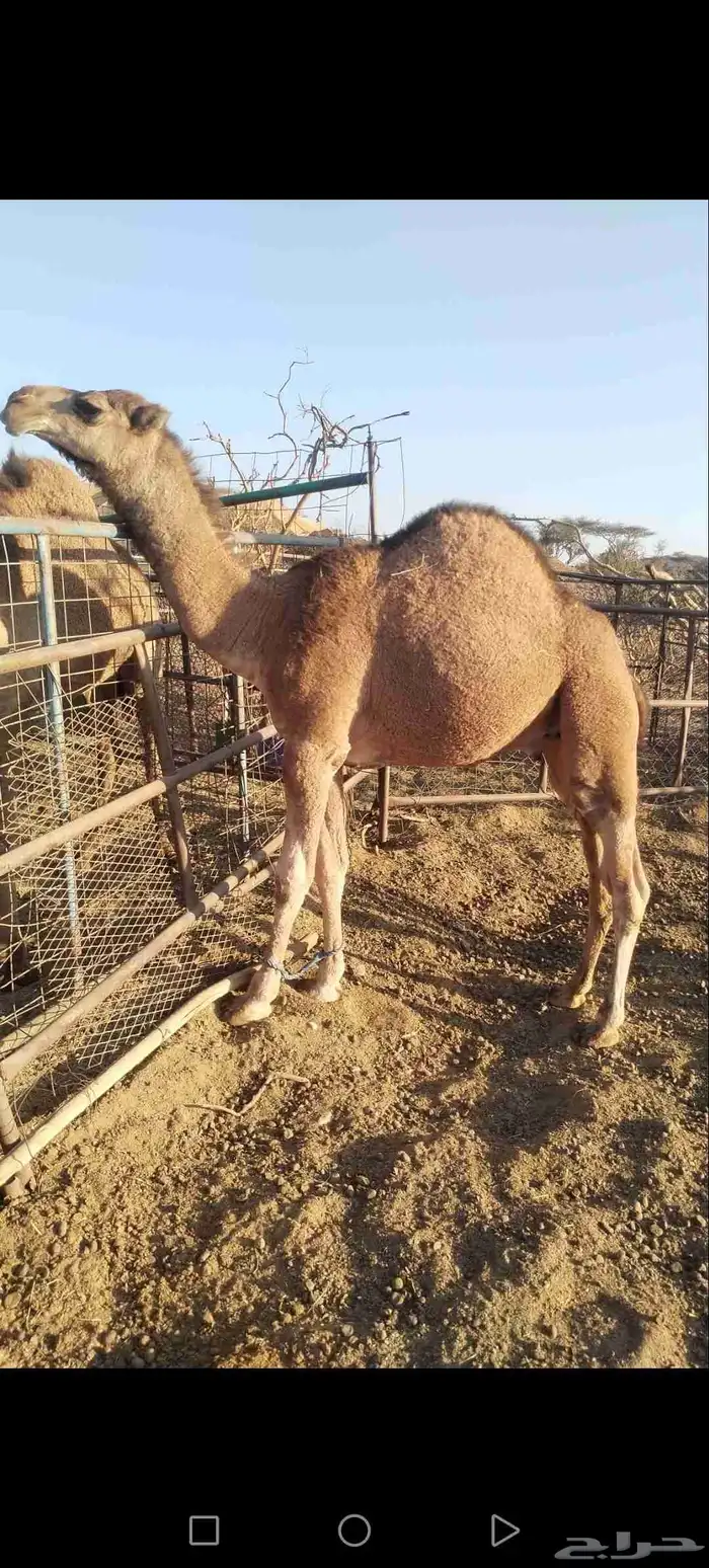 قعود فل شحم ولحم 0