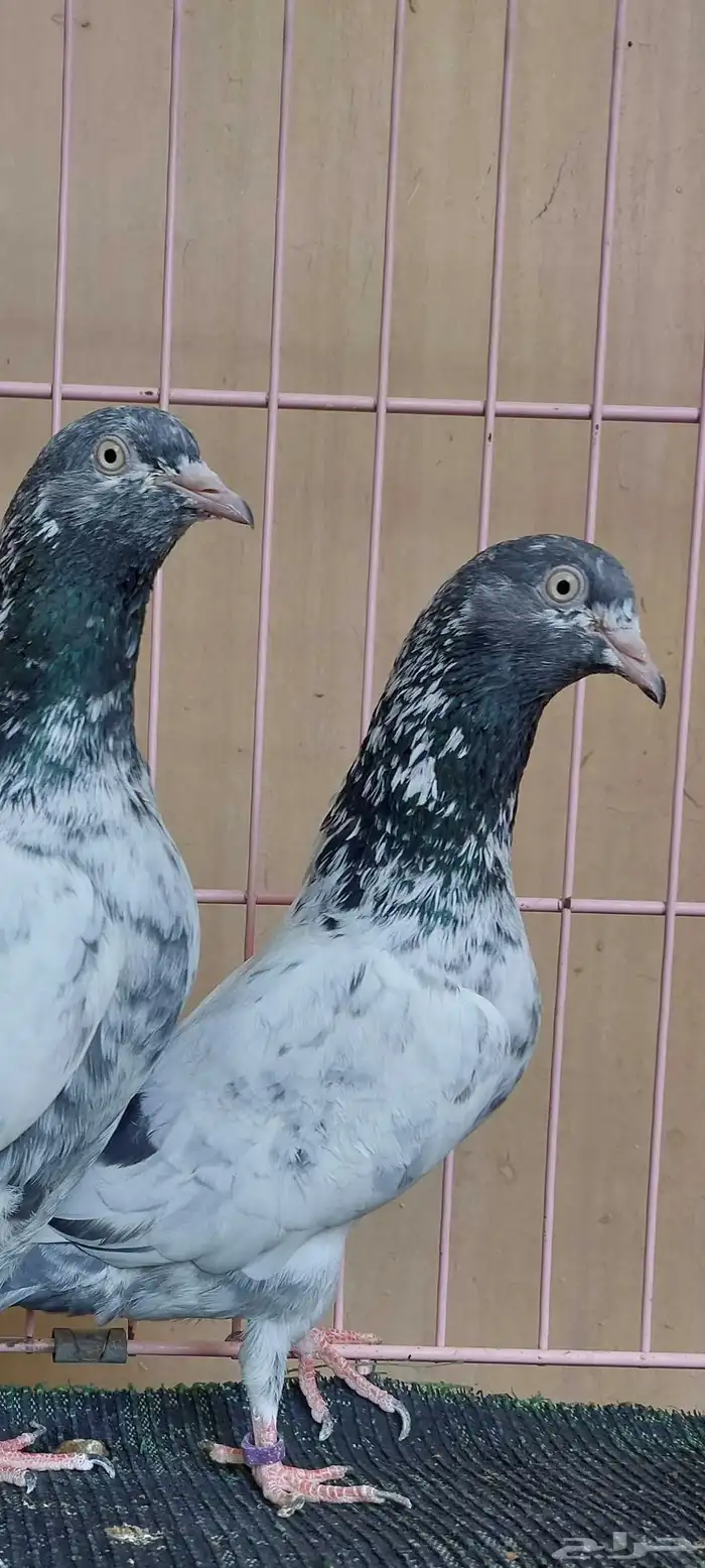 زوج سهران بوري بأنتاجه 3