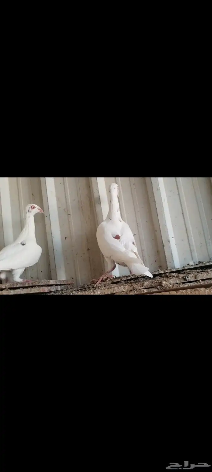 جوز دنش منتج 1