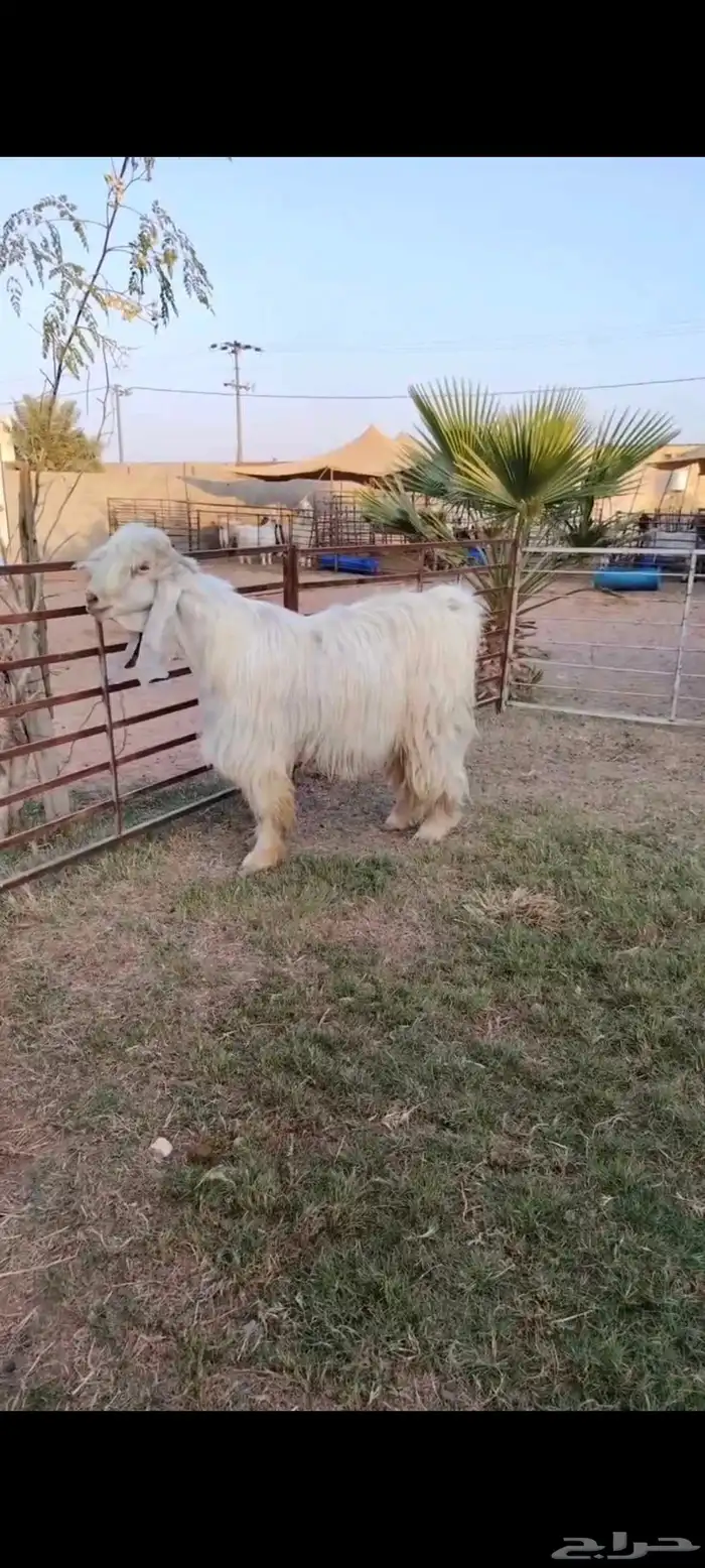 تيس عارضي أبيض فاااخر 0