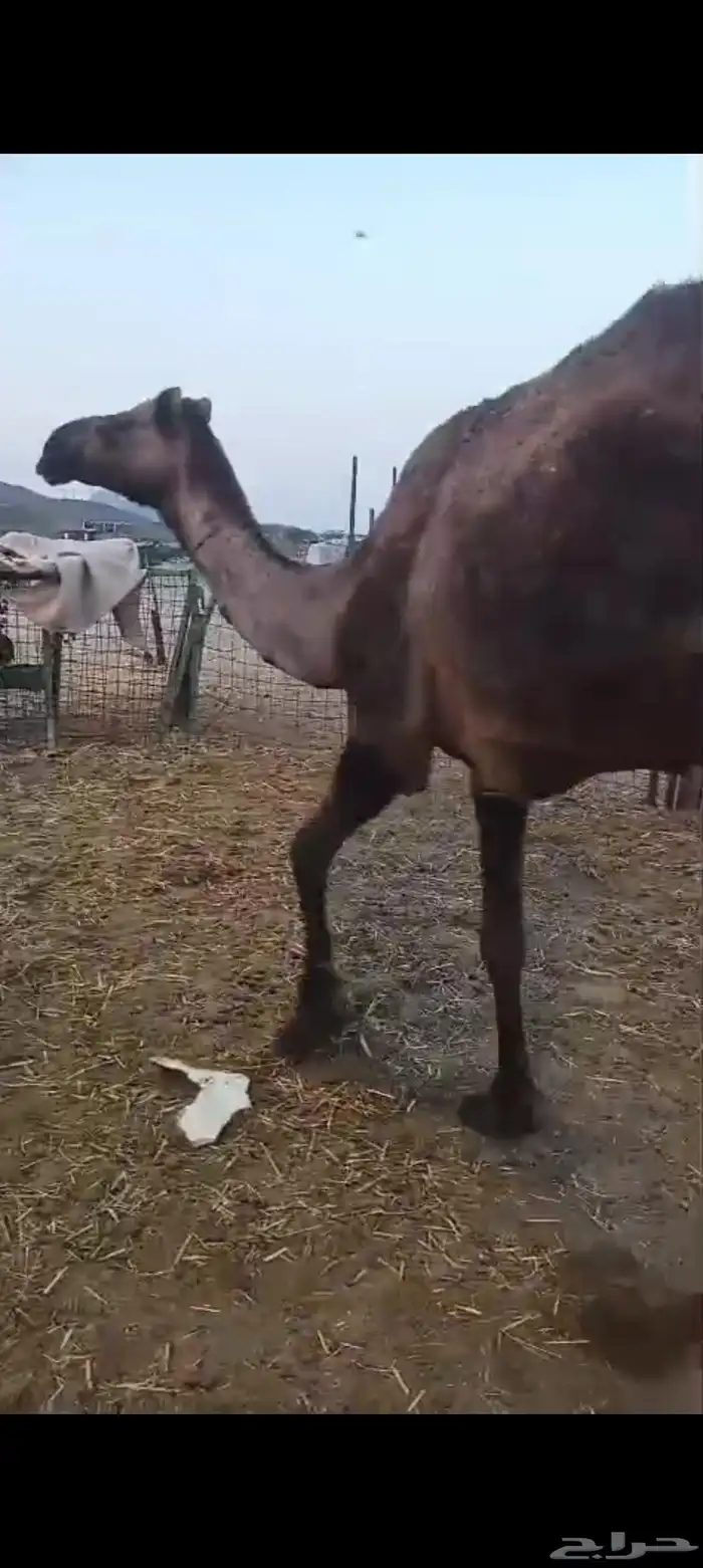 صفرا مبيوع ولدها ب 3700 0