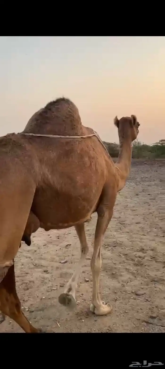 ناقه مسوح ب 5000 تم البيع 4