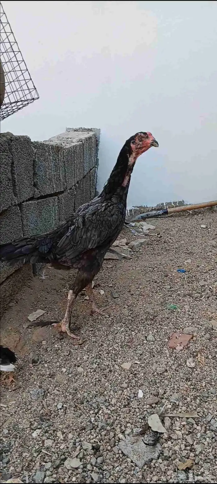 دجاجه باكستاني 0