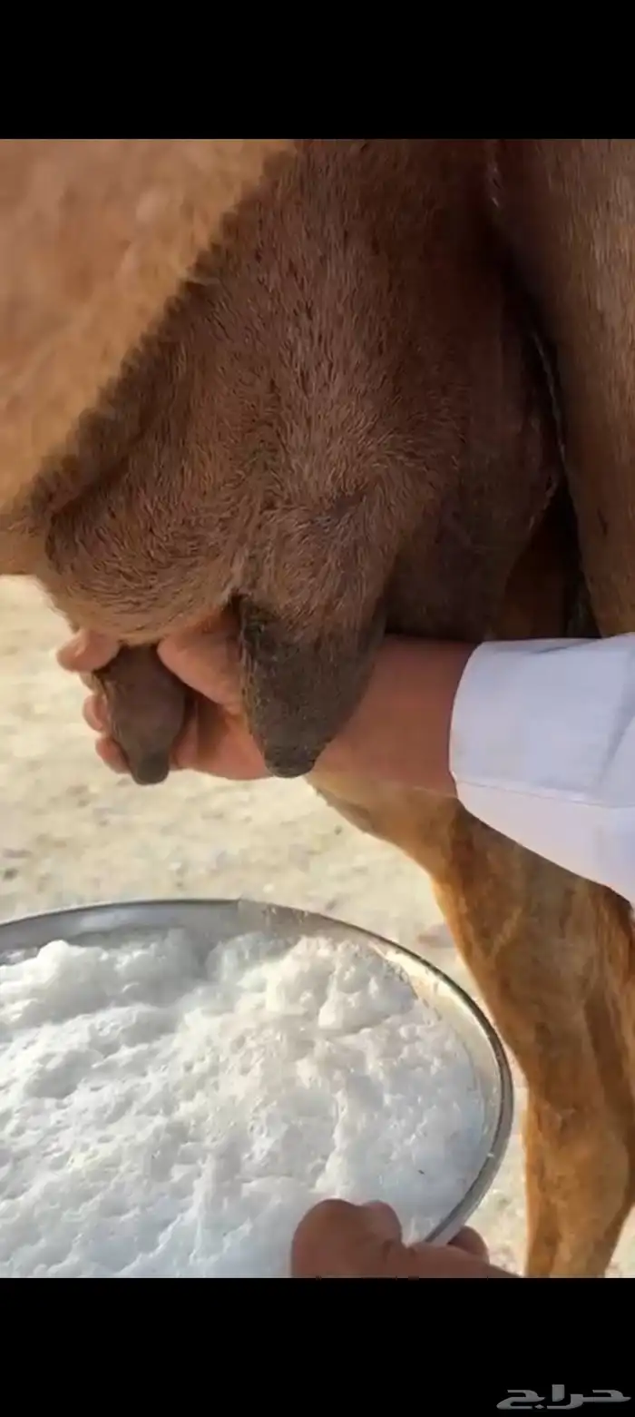 ناقه مسوح ب 5000 تم البيع 2