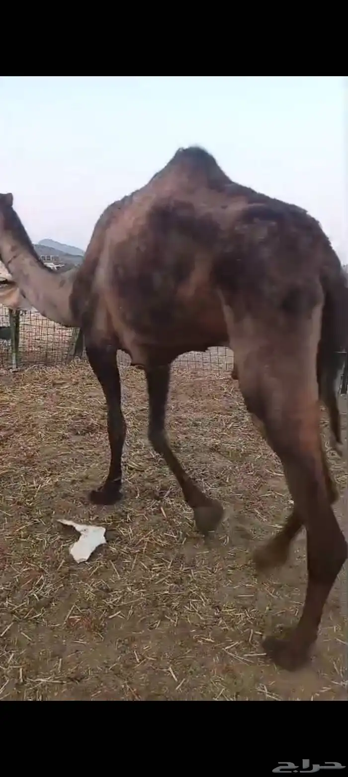 صفرا مبيوع ولدها ب 3700 1