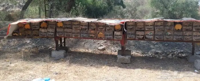 نحل للبيع قوي ويشه 2