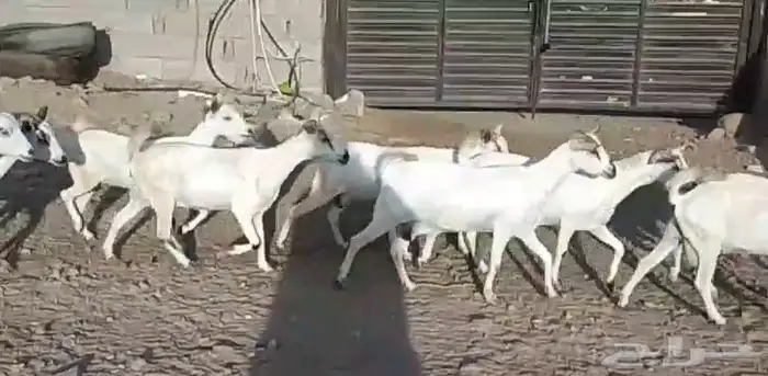 معزا بيشيات مراح بفحلها عيالها ذبايح 0