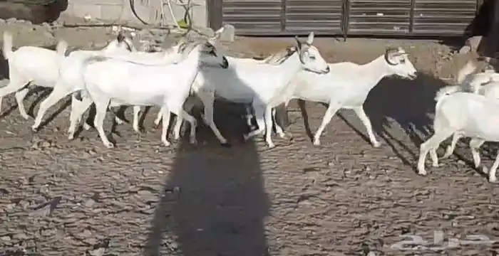 معزا بيشيات مراح بفحلها عيالها ذبايح 1