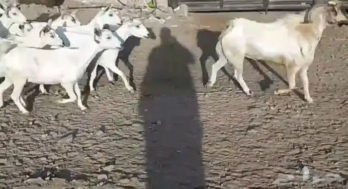 معزا بيشيات مراح بفحلها عيالها ذبايح 2