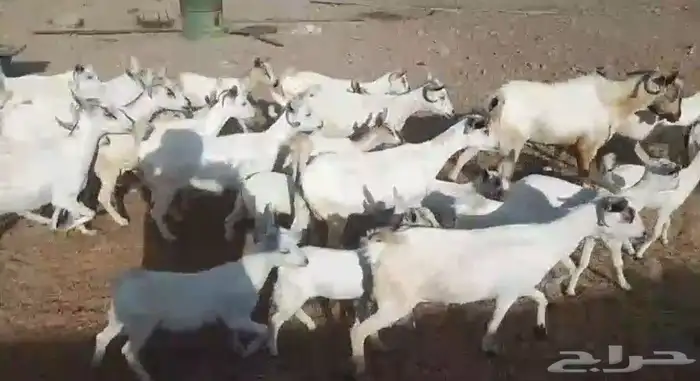 معزا بيشيات مراح بفحلها عيالها ذبايح 4