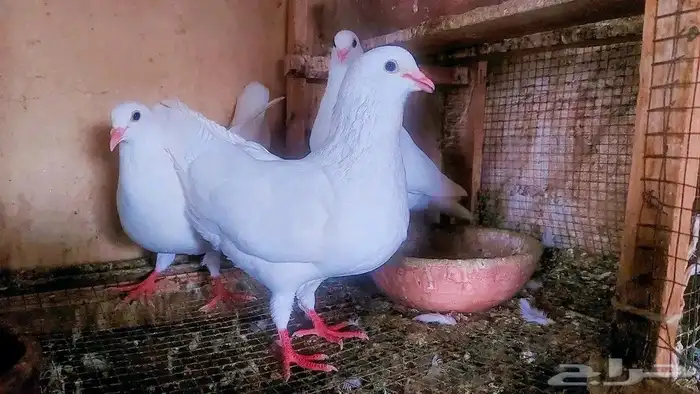 مهندس تربية حمام لاحم فرنسى ودواجن خبرة 2