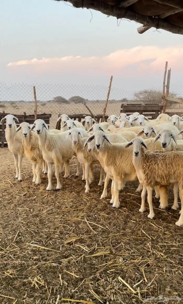 رخال حريه للبيع 4