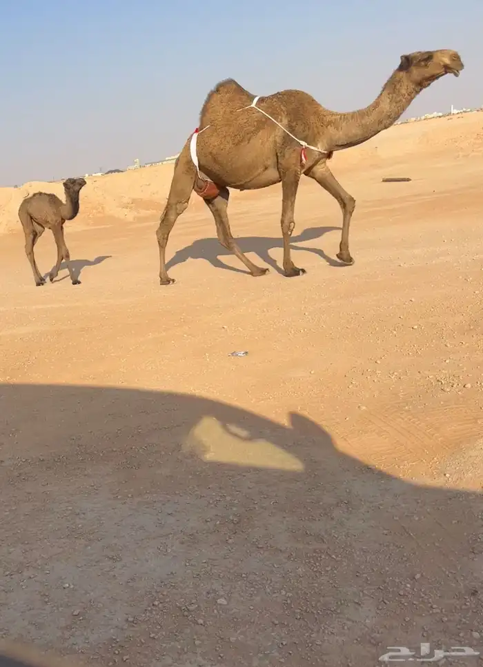 خلفه تحته بكره هديه 3