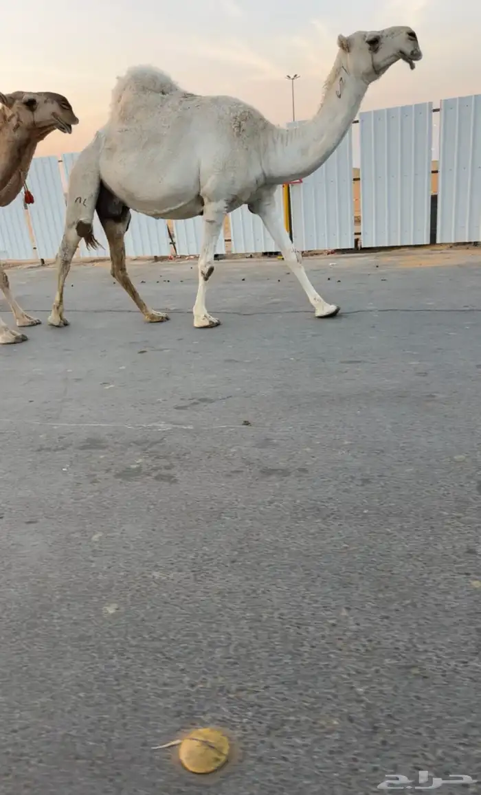 لقحات وضرايب 4