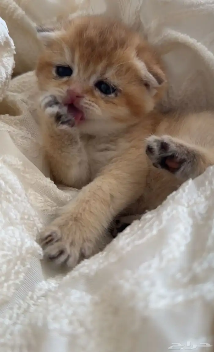 انثى سكوتش فولد ny12 للبيع 2