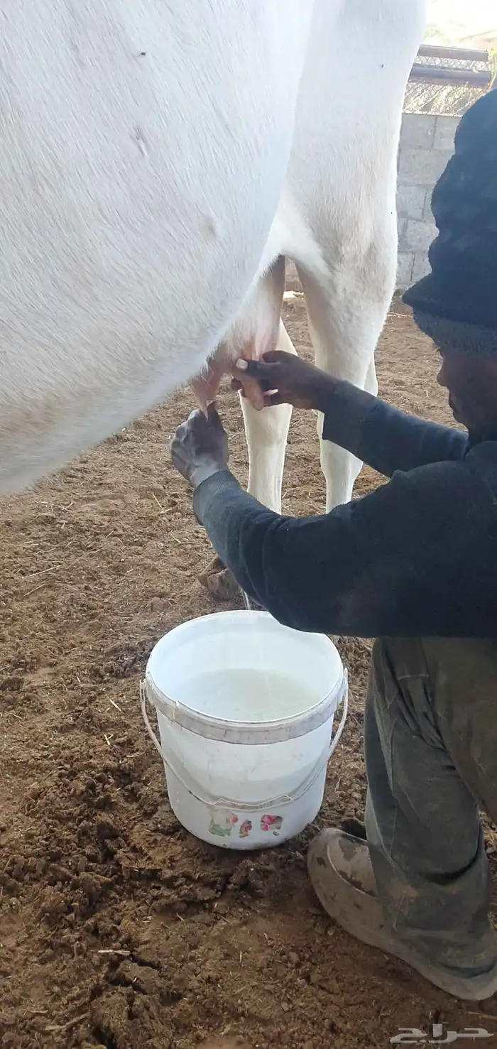 بقره المانيه منيحت بيت 5