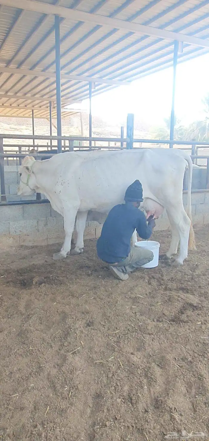 بقره المانيه منيحت بيت 3