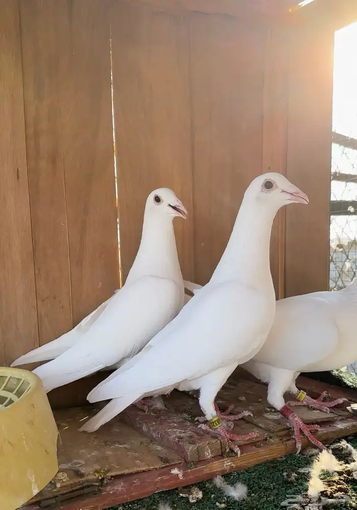 زاجل سباق دلبر جان اردن 1