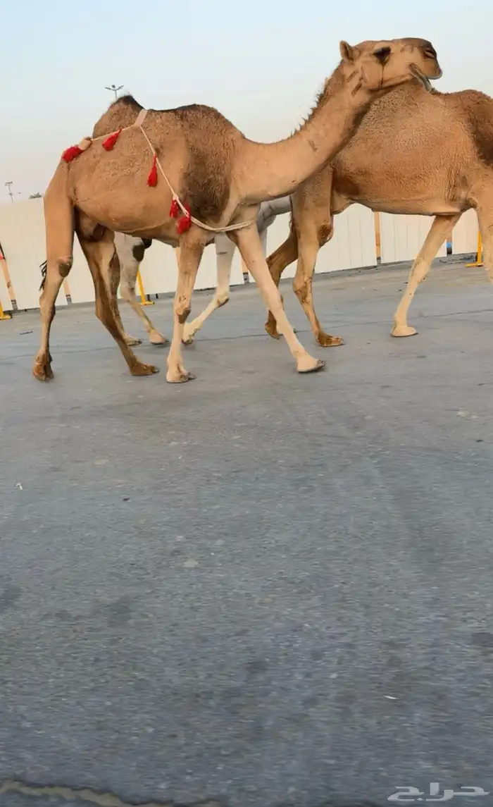 لقحات وضرايب 1