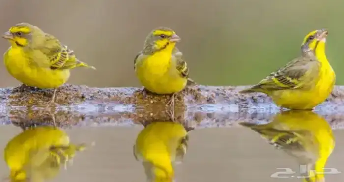 اجوز روز واجوز ياسمين 0