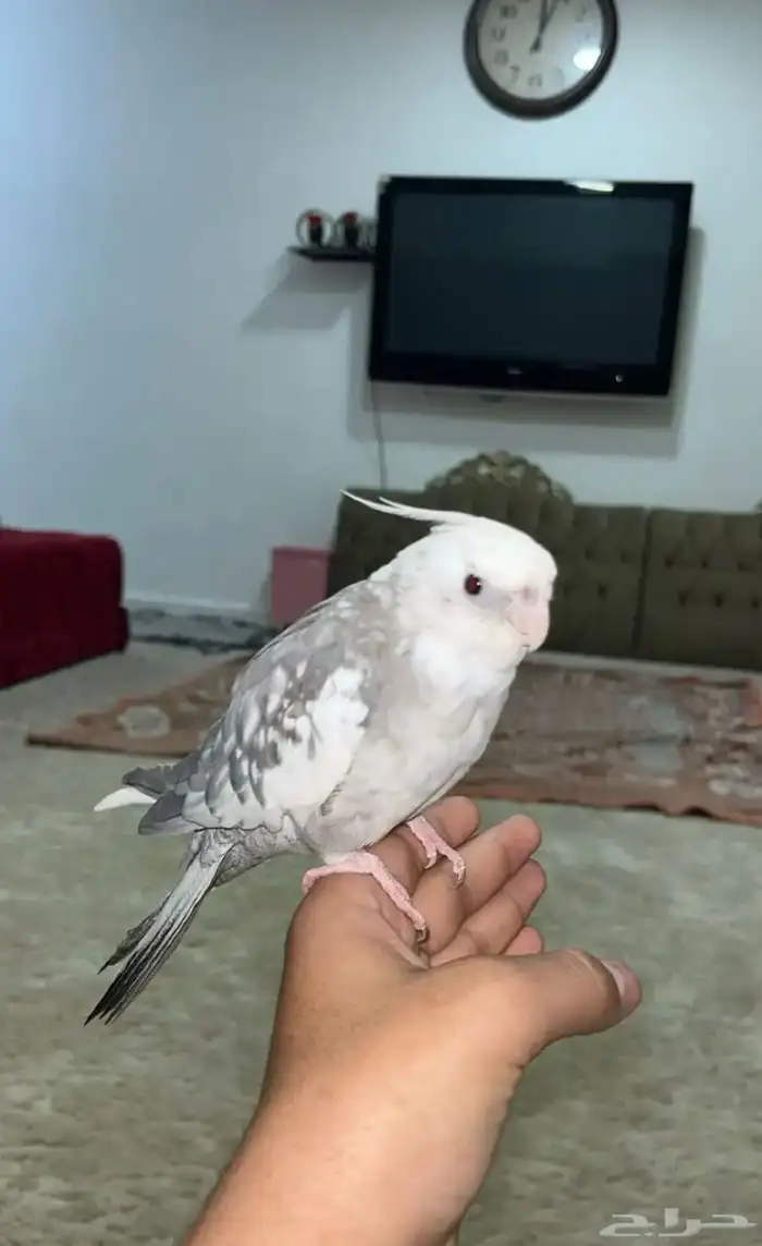 كروان اليف و يعني و اقبل البدل 3