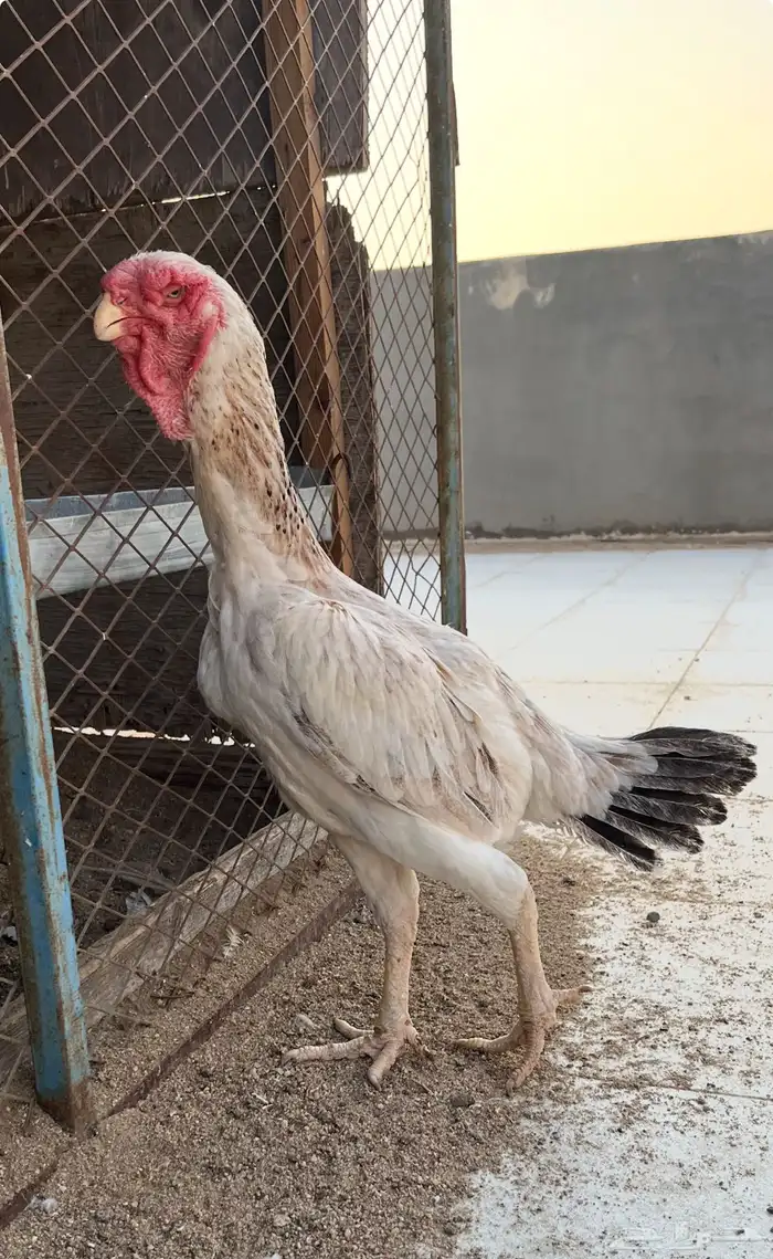 دجاج فارسي 2