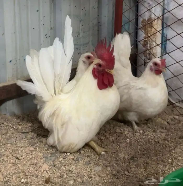 طقم جاينيز ابيض صك 2