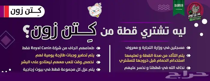 قطة اكزوتيك شورت هير للبيع - انثى - يوجد دفع بالتقسيط 2