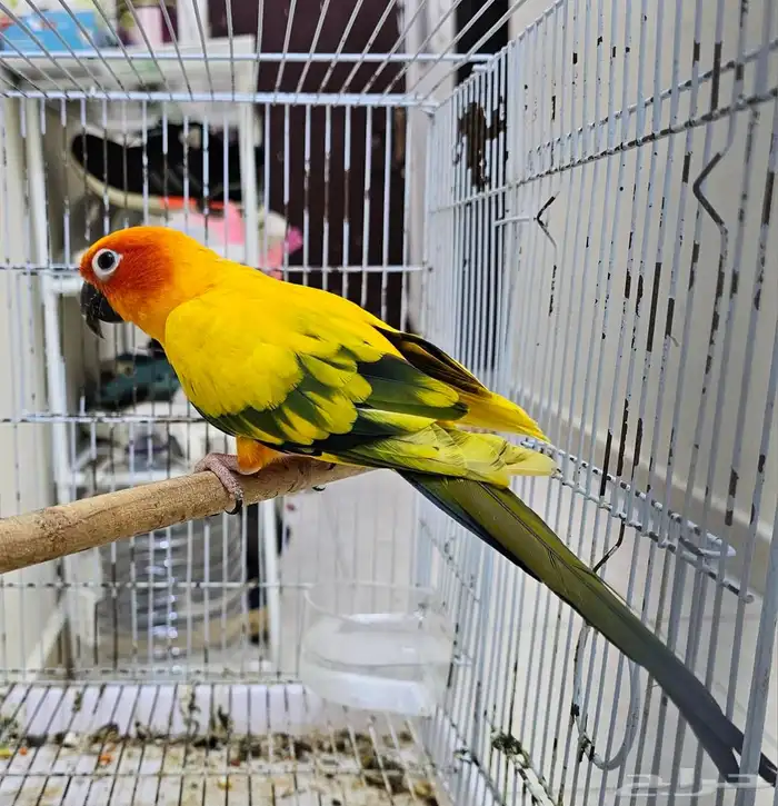 ذكر صن كنيور 0