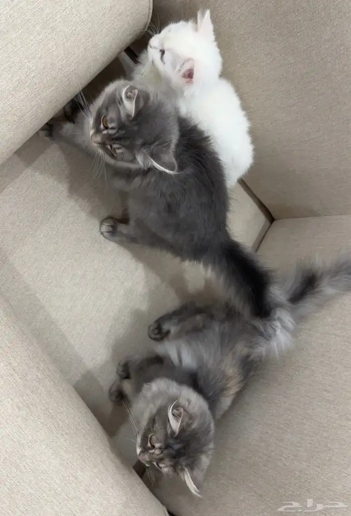 قطط للتبني 0