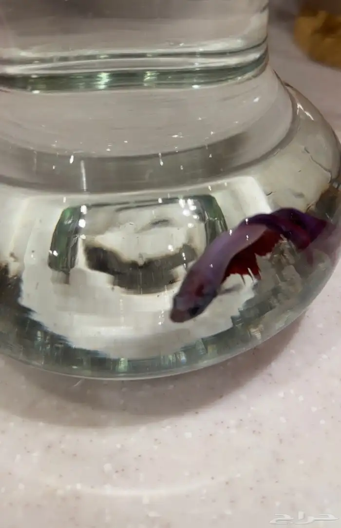 سمكه الفايتر 3