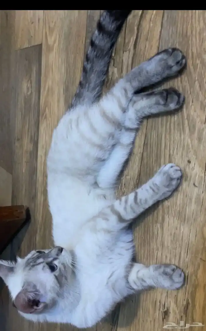 قطه انثى للتبنى 2