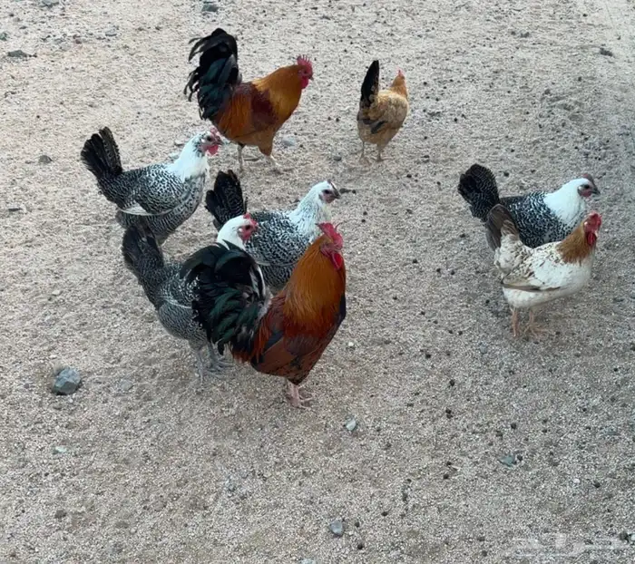 دجاج بلدي وفيومي 0