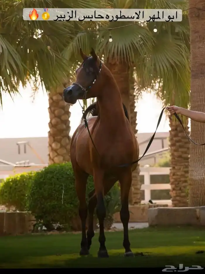 مهر فاخر ولد الاسطوره حابس الزبير 4