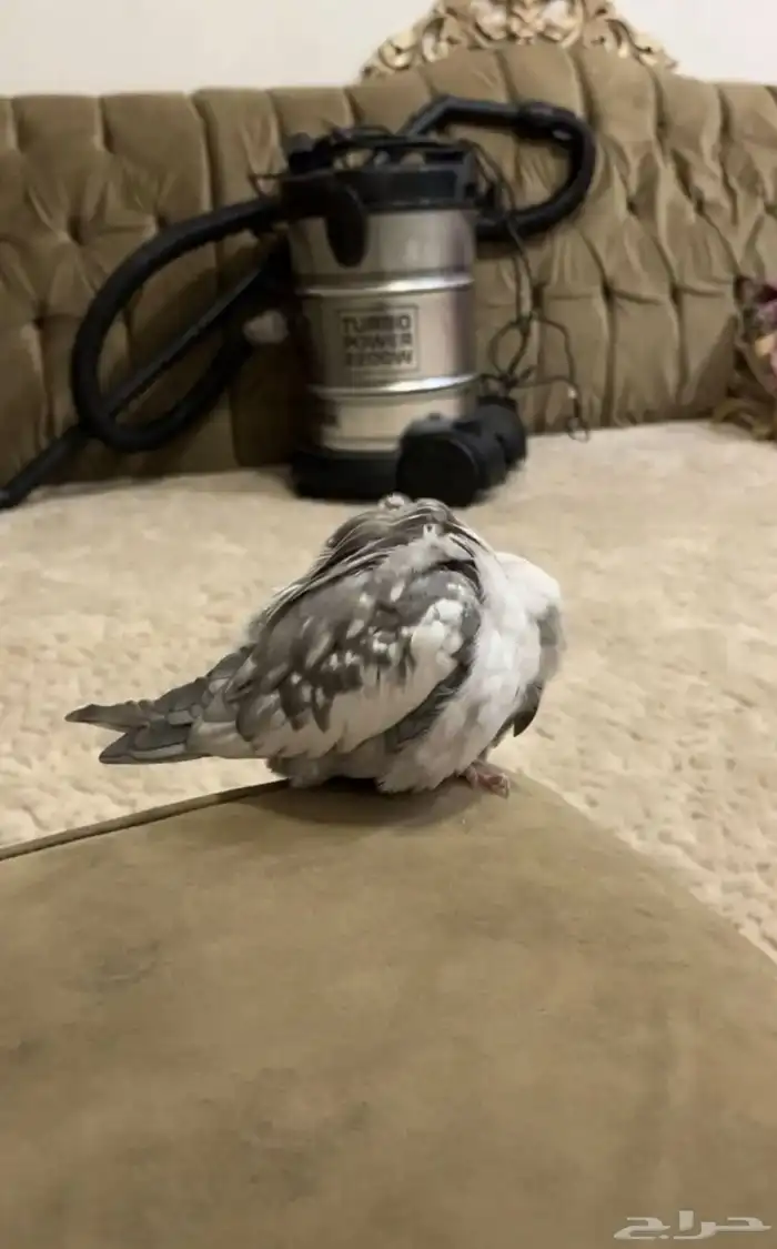 كروان اليف و يعني و اقبل البدل 4