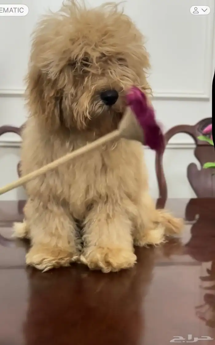 بودل ذكر للبيع 1