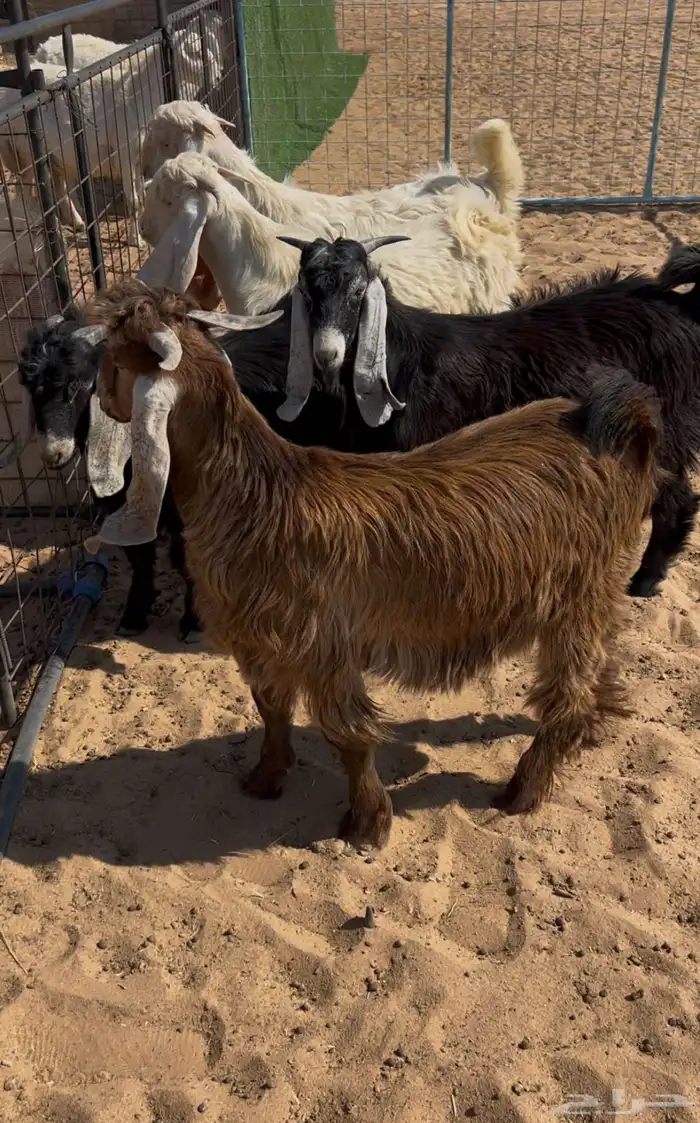 متوفر لدينا ذبايح برية بعفيف 1