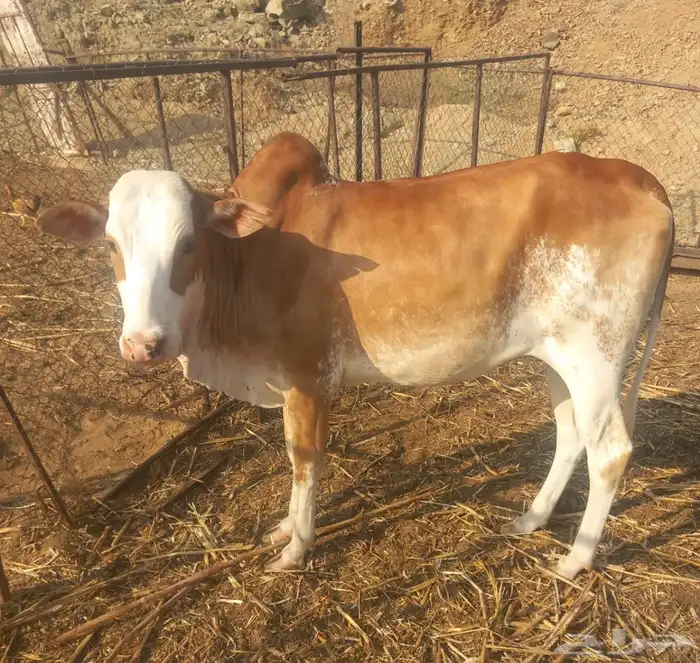 حسيله للبيع العمر سنه. ماشاء الله تبارك الله. 0