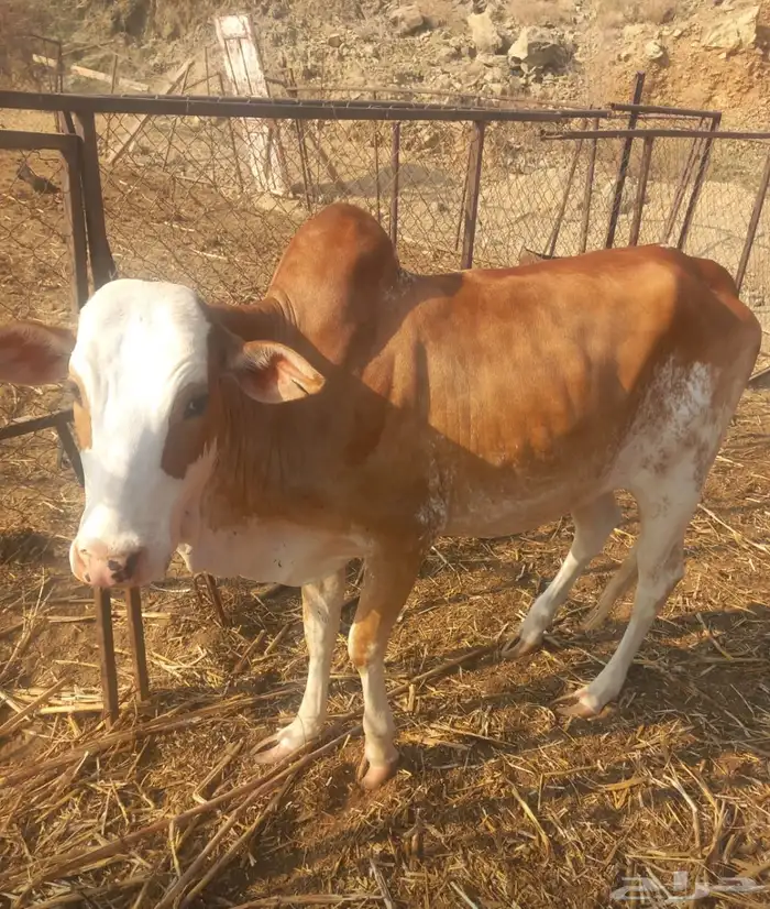 حسيله للبيع العمر سنه. ماشاء الله تبارك الله. 1