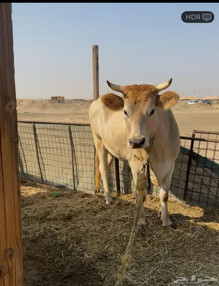 بقرة المانية. 2