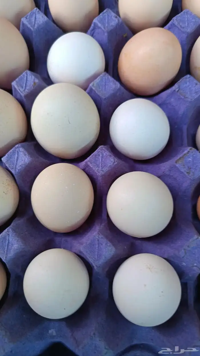 بيض حساوي للأكل 0